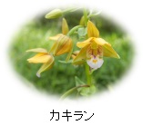 カキラン