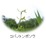 コバのトンボソウ
