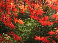 紅葉と木の実