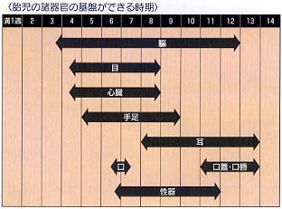 おなかの中で赤ちゃんは