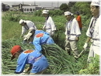 チガヤ刈り