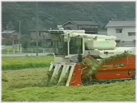 収穫の様子