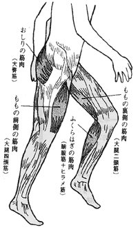 歩くときに使う筋肉