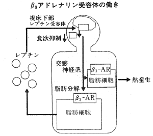 β3アドレナリン受容体の働き