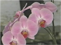 Ӓ